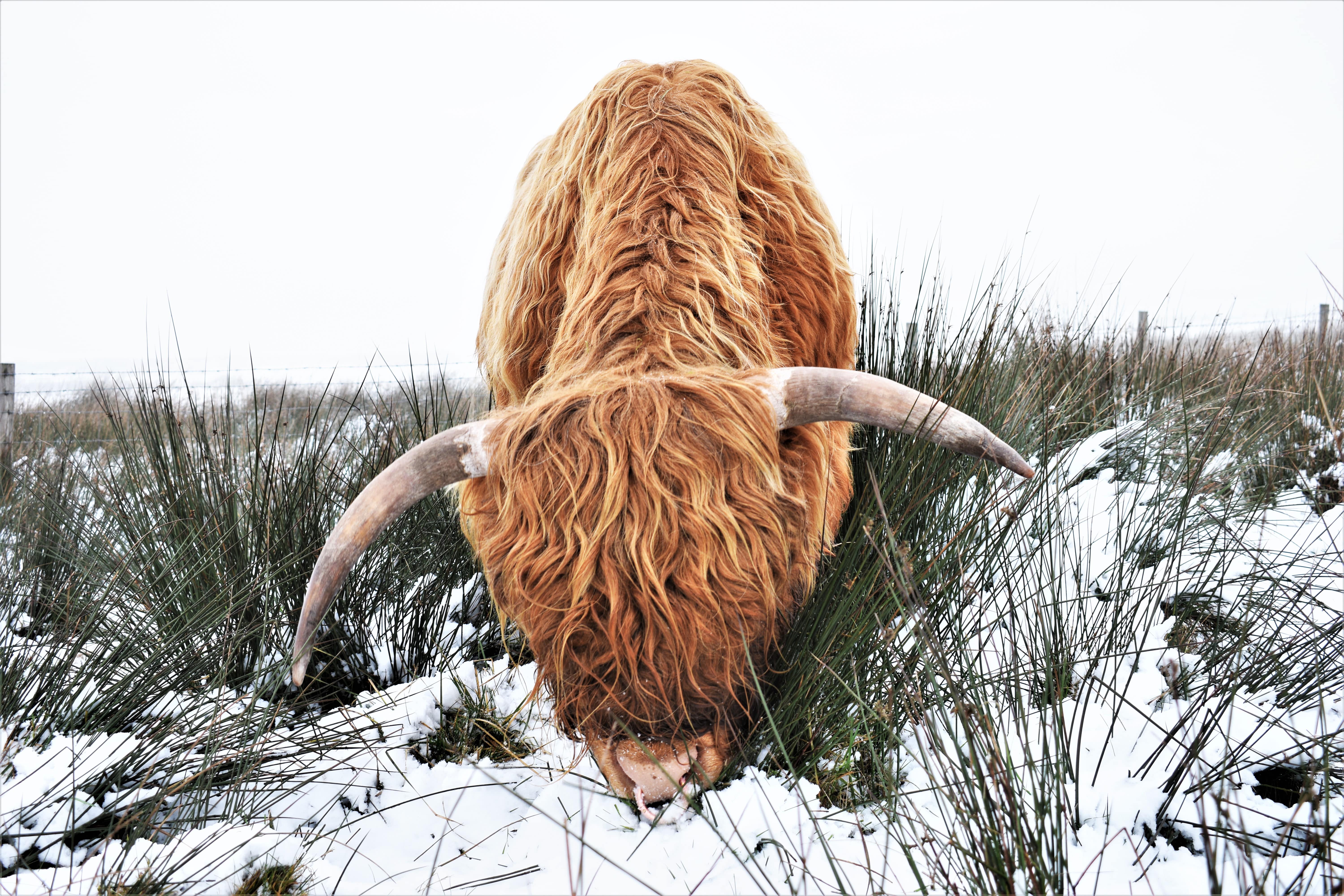 A Highland Cow enjoying the snow in Lyme Park, Cheshire
